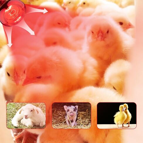 4 Pack 250W Heat Lamp Bulbs for Chicks, R40 Red Heat Lamp for Chickens, Infrared Heating Bulbs for Brooder Heater, I Incandescent Heat Bulb for Pet, Bathroom, Food in Saudi Arabia