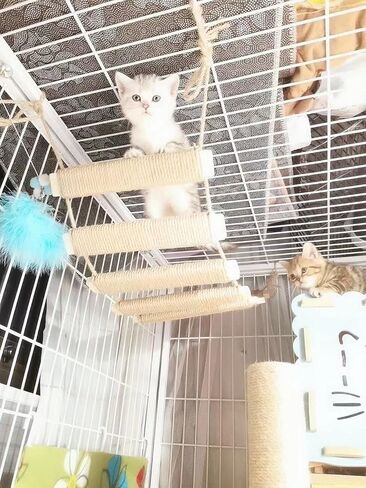 Cat Bridge 20in Cat Climbing Frame Outdoor Cat Tree Wall Climbing Bridge Climbing Rope Ladder for Cat Pets Climbing Frame in Saudi Arabia