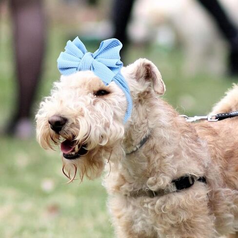 القوس عصابة الكلب ، 2pcs Pet لطيف أغطية الرأس مرنة الرأس ، جرو بوليستر القوس ، غطاء رأس الكلب ملحقات أزياء أزياء الحفلات ، الأرجواني الأرجواني in Saudi Arabia