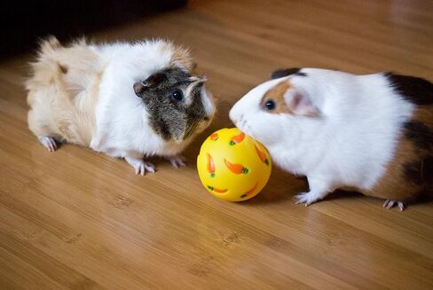 علاج لعبة الكرة لخنازير غينيا ، والأرانب ، والقنفذ والحيوانات الأليفة الصغيرة الأخرى ، 7 سم ، والأصفر والقابل للتعديل لعبة جديدة in Saudi Arabia