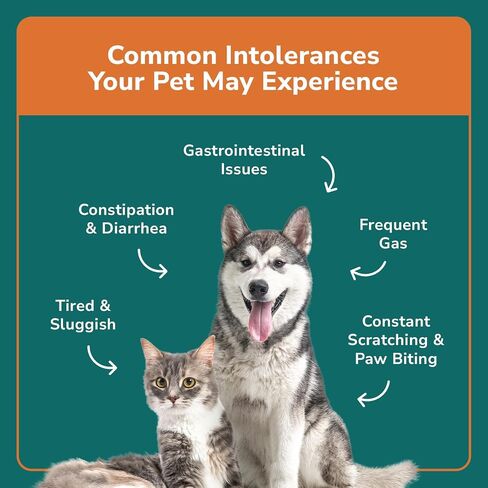 Pet Allergy Test - at-Home Pet Intolerance Test for Dogs and Cats - Food, Ingredients, Environment, Nutritional, Additives, Sensitivities in Saudi Arabia
