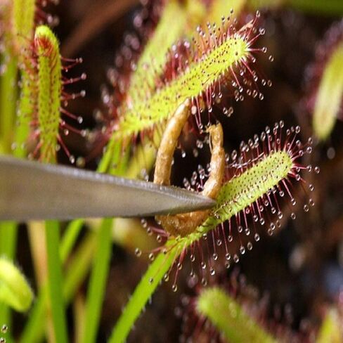 Aquatic Foods Inc. Freeze-Dried Bloodworms, Our Grade A Floating Bloodworms for All Freshwater Fish, Marines Corals, Anemones, Baby Pond Fish…0.5oz Squeeze Bottle in Saudi Arabia