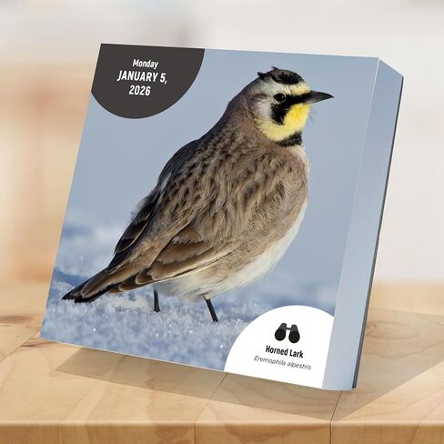 TF Publishing 2026 365 National Parks Daily Desktop Calendar - Home and Office Organization - Small Desk Calendar 2026 with Full-Color Tear-Off Pages and Standing Cardboard Easel - 5.25in x 5.25in in Saudi Arabia