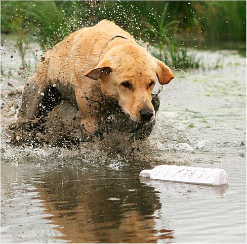 Avery ASD 2" HexaBumper Hunting Sporting Gun Dog Game Retriever Dummy | Water & Upland Mark Training Retrieval Tool | Hexagonal, Floating Design, Easy-Grip Texture, Throw Rope, White (02701) in Saudi Arabia