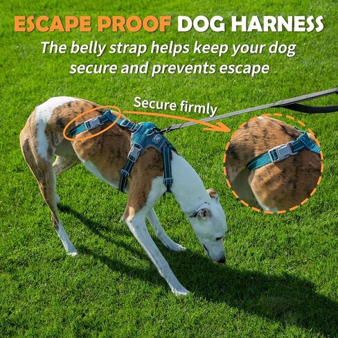 Escape Proof Dog Sharness-لا سحب ، لا زلة ، عاكسة تمامًا ، قابلة للتعديل من 7 نقاط للكلاب الصغيرة والمتوسطة والكبيرة-خفيفة الوزن للتدريب في الهواء الطلق والمشي لمسافات طويلة (Teal ، M) in Kuwait