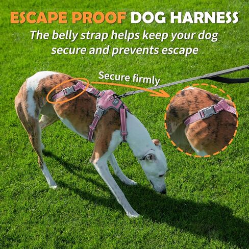Escape Proof Dog Sharness-لا سحب ، لا زلة ، عاكسة تمامًا ، قابلة للتعديل من 7 نقاط للكلاب الصغيرة والمتوسطة والكبيرة-خفيفة الوزن للتدريب في الهواء الطلق والمشي لمسافات طويلة (Teal ، M) in Kuwait
