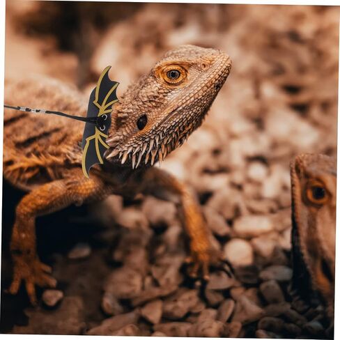 1 مجموعة سحلية الهالوين مقود مع أجنحة بارد من تسخير بوي متينة ل Gecko الملتحي والزواحف خفيفة الوزن ومريحة للحفلات in Kuwait