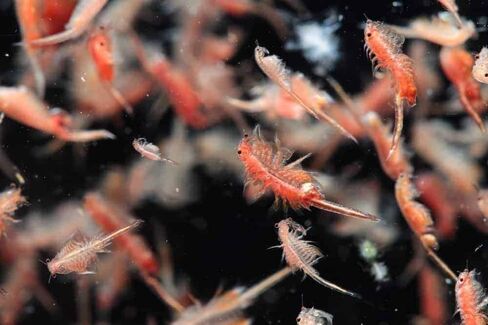 Aquatic Foods Inc. Brine Shrimp Artemia Eggs, Premium Grade 90% Hatch Rate from The Great Salt Lake, Utah, USA…2oz Bottle in Saudi Arabia