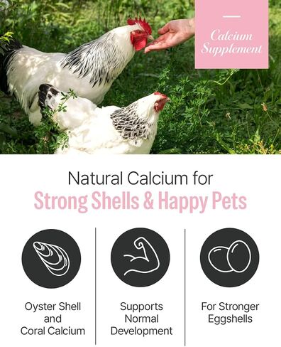 NICE WITCH'S Oyster Shell Flour 1.1 lb (500 g) – Finely Ground Calcium for Chickens, Ducks, Birds, Reptiles, Amphibians & More – Natural Source of Calcium | Korean Oyster Shell Powder/굴껍질 가루 in Saudi Arabia
