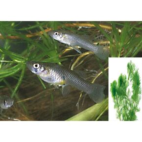 20 Live Mosquito Fish (Koi Pond) Aquarium Feeder Fish with Hornwort Plant in Saudi Arabia