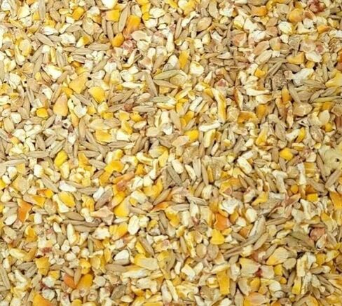 حبيبات حبة الخدش الممتازة علف الطيور - الذرة ، عباد الشمس ، القمح ، الشوفان ، الشعير ، ميلو والدخن - مزيج متوازن بشكل جيد للتغذية العظيمة للدجاج والبط (8 أوقية) in Kuwait