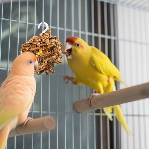 ألعاب Abizoo Natural Pinecone مضغ مع عباد الشمس الصالحة للأكل والخضار - إثراء المغلفة بالسكر المغلفة للببغاوات Cockatiels Conurs Budgies Immune & Accestive Safe Bird Toy (2pcs) in Kuwait