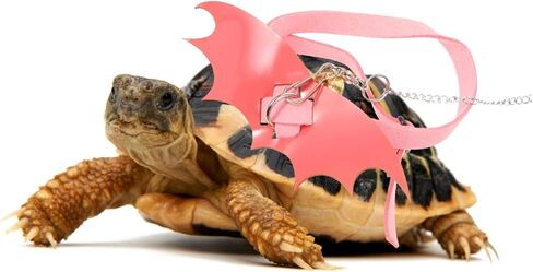 Galpada Turtle Harness Leash للسلحفاة الصغيرة الحبل المشي في الهواء الطلق قابل للتعديل لمكافحة الحيوانات الأليفة وتدريب سترة المقود السلحفاة المحمولة لسلاحف العشب in Kuwait
