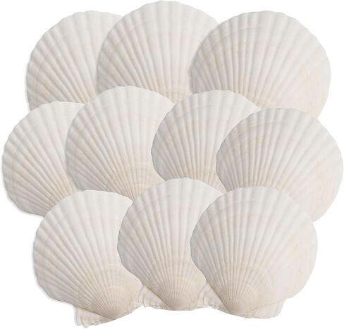10PCS Scallop Shells, 4''-5'' White Seashells,for DIY Crafts, Painting, Ocean Themed Parties and Home Decorations. in Saudi Arabia