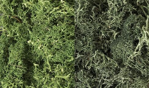 Woodland Scenics Dark Green Mix Lichen in Saudi Arabia