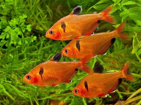 Aquatic Foods Inc. Tropical Fish Flakes, Mix of Krill, Color Enhancing, Spirulina Flakes for Cichlids, Angels, Live Bearers, Tetras, Guppies, All Tropical Fish...WL 1-lb 2oz Lg Jar in Saudi Arabia