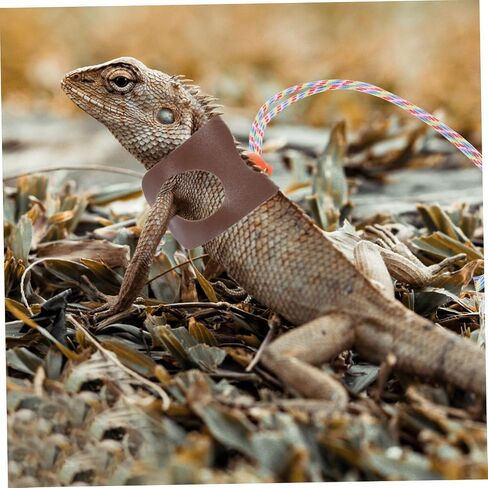 VANZACK 1SET ملتحي التنين المقود تسخير الزواحف مستلزمات الحيوانات الأليفة في الهواء الطلق GECKO المقود الخفيف تسخير مواد سهلة التنظيف in Kuwait
