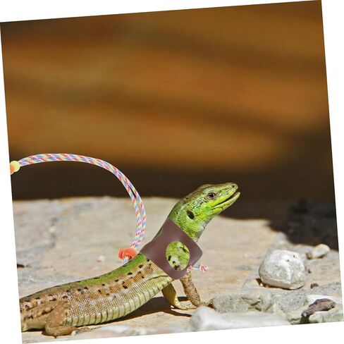 VANZACK 1SET ملتحي التنين المقود تسخير الزواحف مستلزمات الحيوانات الأليفة في الهواء الطلق GECKO المقود الخفيف تسخير مواد سهلة التنظيف in Kuwait
