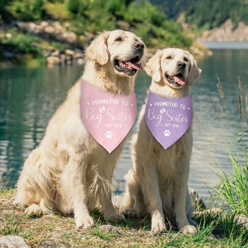 2 حزمة تمت ترقيتها إلى Big Sister Dog Bandana 2026 إعلان الحمل بين الجنسين تكشف عن ملابس الكلاب إعلان الطفل Prop Pet Scarf Accessories for Small Medium Large Dog in Kuwait