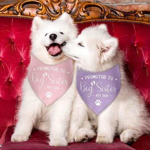 2 حزمة تمت ترقيتها إلى Big Sister Dog Bandana 2026 إعلان الحمل بين الجنسين تكشف عن ملابس الكلاب إعلان الطفل Prop Pet Scarf Accessories for Small Medium Large Dog in Kuwait