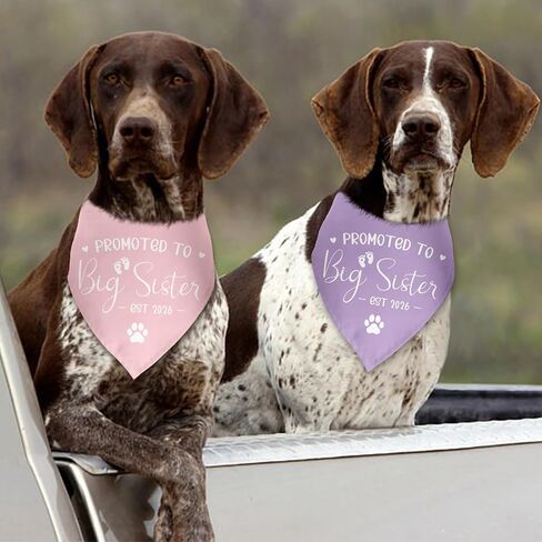 2 حزمة تمت ترقيتها إلى Big Sister Dog Bandana 2026 إعلان الحمل بين الجنسين تكشف عن ملابس الكلاب إعلان الطفل Prop Pet Scarf Accessories for Small Medium Large Dog in Kuwait