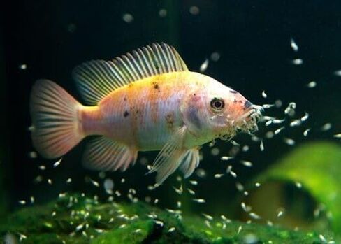 مزيج الأطفال المائي من 6 من طرازات الدماء ، الروبيان الملحي ، العوالق ، Mysis ، Tubifex ، Krill ، من أجل زجاجة الأسماك الاستوائية ، الأطفال ، غجاء ، رباعي ، Bettas ، نانو أسماك ... 1oz ضغط زجاجة in Saudi Arabia