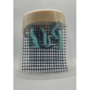 Hornworms 50+ Count (2 Cups of 25+ Count) | Perfect for Bearded Dragons, Geckos & More | Live Arrival Guarantee in Saudi Arabia