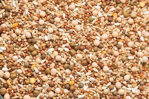 Purgain Breeder/Conditioner 16% no Corn–50 lb Bag in Saudi Arabia