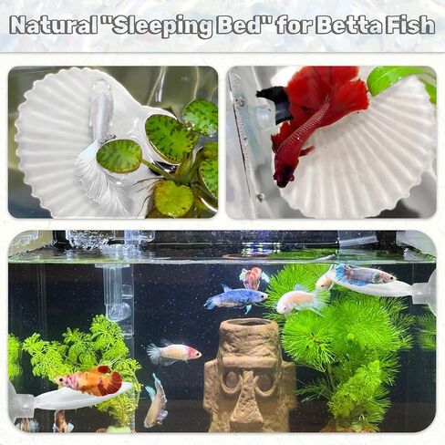 3pcs قذائف Betta أرجوحة ، زخارف خزان السمك الصغيرة الطبيعية ، إكسسوارات Betta Fish Cann in Kuwait