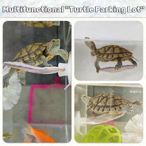 3pcs قذائف Betta أرجوحة ، زخارف خزان السمك الصغيرة الطبيعية ، إكسسوارات Betta Fish Cann in Kuwait