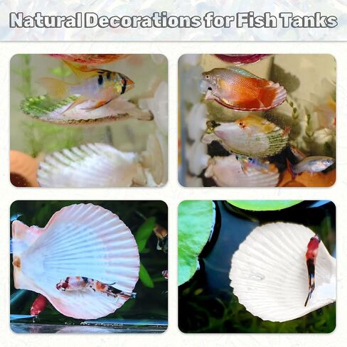 3pcs قذائف Betta أرجوحة ، زخارف خزان السمك الصغيرة الطبيعية ، إكسسوارات Betta Fish Cann in Kuwait