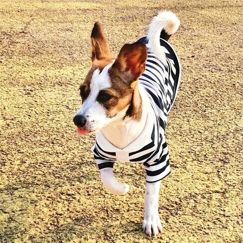Qiansail Dog Clothes, Cute Polo Shirt, Striped Collar T-Shirt for Small Medium Dogs Soft Summer Outfits for Puppy Kitten (M) in Kuwait