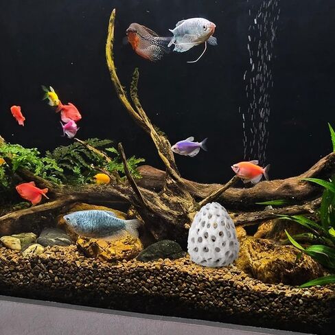 يختبئ الروبيان لنفق خزان أسماك السمك البلاستيكي من حوض السمك مع كوب الشفط ، Betta Habitat Cave Shelter Hideout للروبيان غوبي يختبئ الراحة in Kuwait