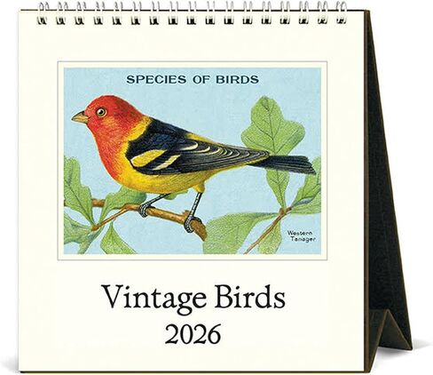 Cavallini 2026 Birds Easel Desk Calendar ، 6 × 6.5 بوصة ، 12 شهرًا تقويم المكتب الدائم لمدة شهر ، مثالي لمحبي الطبيعة ، الصغيرة واللطيفة in Kuwait