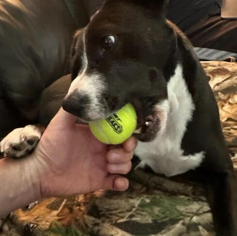 Petsport Squeak أصفر تنس كرة الكلب | 3 حزمة متوسطة (2.5 ") كرات الصيدر Tuff للكلاب | الحيوانات الأليفة آمنة غير سامة غير سامة ومطاط | لعب الجلب أو الإطلاق أو تشاك أو إرم في حديقة الكلاب in Kuwait