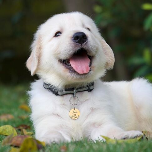 Anavia Floral Pet ID Tags, Birth Month Flowers Theme Dog Tag Round Bone Shape Cat Name Tag, Glossy Stainless Steel Gold Plated Dog Collar Tag (Round - Flower Field - Rose Gold, Medium) in Saudi Arabia