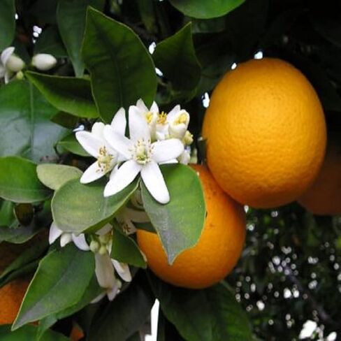 زيت العطر البرتقالي من نوع العطر (نسختنا من اسم العلامة التجارية) (زجاجة 16 أونصة) لصنع الشموع ، صنع الصابون ، صنع تورتة ، بخاخات الغرفة ، المستحضرات ، معطرات السيارات ، الوحل ، قنابل الحمام ، أكثر دفئًا in Saudi Arabia