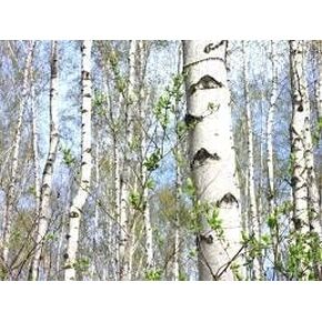 White Birch Fragrance Oil 16 oz Bottle Premium Grade for Candle and Soap Making by Midway Mercantile in Kuwait
