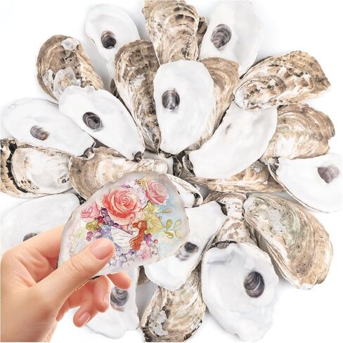 30 PCS قذائف محار مسطحة 4-5 "قذائف محار مقعرة طبيعية للحرف اليدوية المزهرية DIY Party Party Coastal Shell Art Supplies in Kuwait
