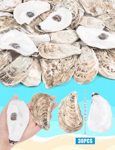 30 PCS قذائف محار مسطحة 4-5 "قذائف محار مقعرة طبيعية للحرف اليدوية المزهرية DIY Party Party Coastal Shell Art Supplies in Kuwait