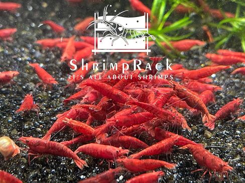 Shrimprack ™ 10 Fire Red Neocaridina Freshwater Aquarium Remrimps بالكامل. سن تكاثر البالغين. in Kuwait