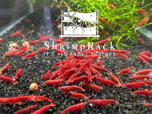Shrimprack ™ 10 Fire Red Neocaridina Freshwater Aquarium Remrimps بالكامل. سن تكاثر البالغين. in Kuwait
