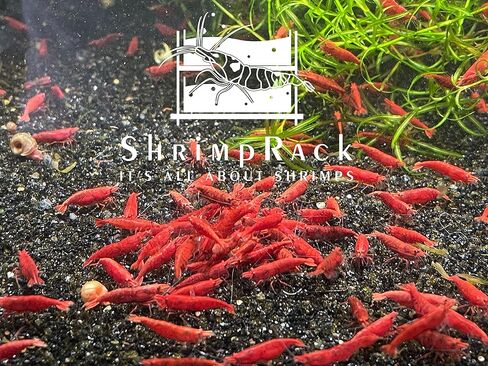 Shrimprack ™ 10 Fire Red Neocaridina Freshwater Aquarium Remrimps بالكامل. سن تكاثر البالغين. in Kuwait