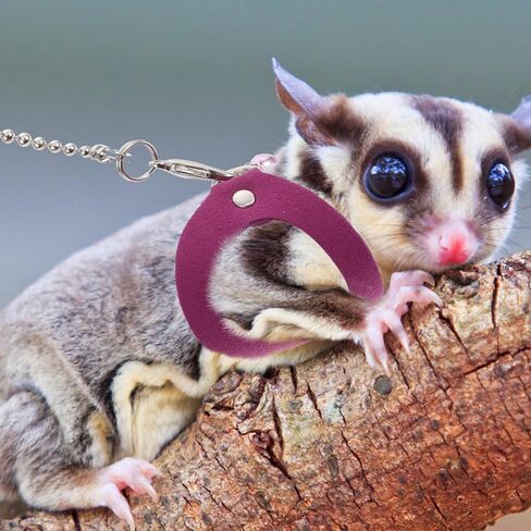 Totority Adjustable Sugar Glider Traction Harness Bite-Resistant Leash Small PET Pulling Rope for Outdoor Use Soft and Comfortable Design Random Style in Saudi Arabia
