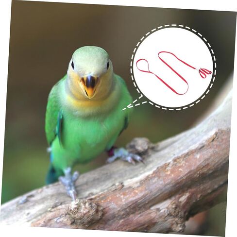Galpada 1pc Pet Leash for Birds Hamsters Turtles Lizards خفيفة الوزن على شكل حبل على شكل رائع للأنشطة في الهواء الطلق حاضر لمحبي الحيوانات in Kuwait