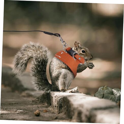 1set Squirrel and Leash Set Vest for Small Animals Lightweight and Easy to Wear for Walking Training and Outdoor Activities in Saudi Arabia