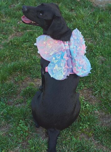 Simplicity Lightly Padded Dog Harness with Wings Sewing Pattern Packet by Carla Reiss, Design Code S9875, Sizes S-M-L, Multicolor in Saudi Arabia
