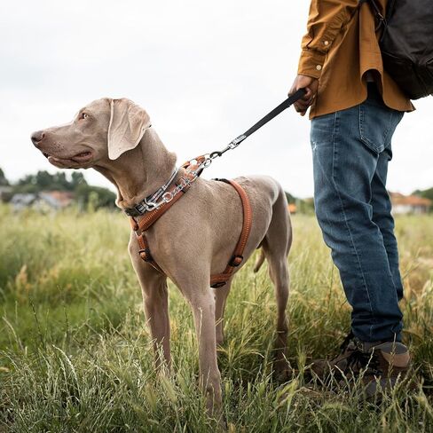 مقطع السلامة من طوق الكلب المعدني 2 حزمة من الفولاذ المقاوم للصدأ احتياطيًا ثقيلًا للياقة الشق in Kuwait