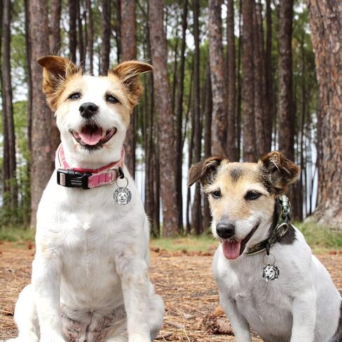 علامات الكلب المخصصة في Valyria ، نص صورة مخصصة محفورة بالفولاذ المقاوم للصدأ معرف الكلب العلامات للحيوانات الأليفة ، طوق القطط والكلب ، نقش بالليزر العميق ، محفور اختياري على كلا الجانبين in Kuwait