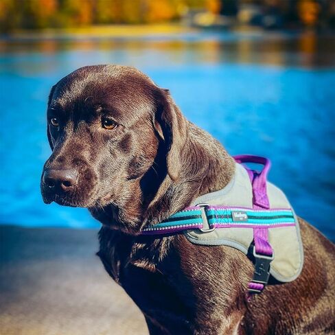 Blueberry Pet Pink Dog Harness - Award Winning Medium Sized No Pull Dog Harness with Handle, Reflective Vest for Safety-Conscious Urban & Outdoor Enthusiasts, 3M Night Visibility in Saudi Arabia